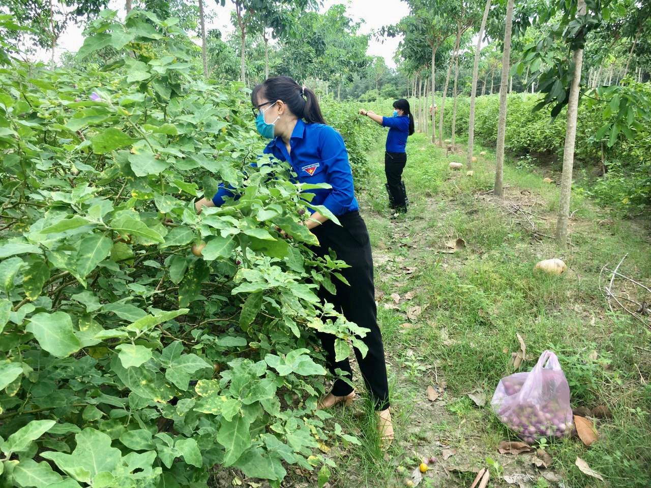 Huyện Dương Minh Châu chung tay thu hoạch nông sản hỗ trợ công tác phòng, chống dịch Covid-19